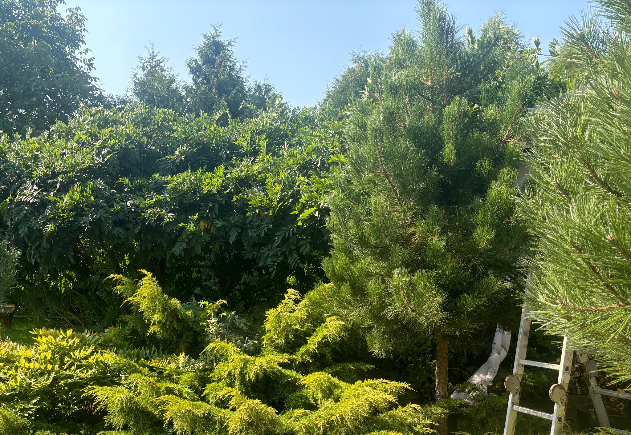 Gęsty ogród z różnorodnymi drzewami i krzewami, w tle wysokie drzewa liściaste, na pierwszym planie sosna i jałowce, częściowo widoczna drabina oparta o drzewo.