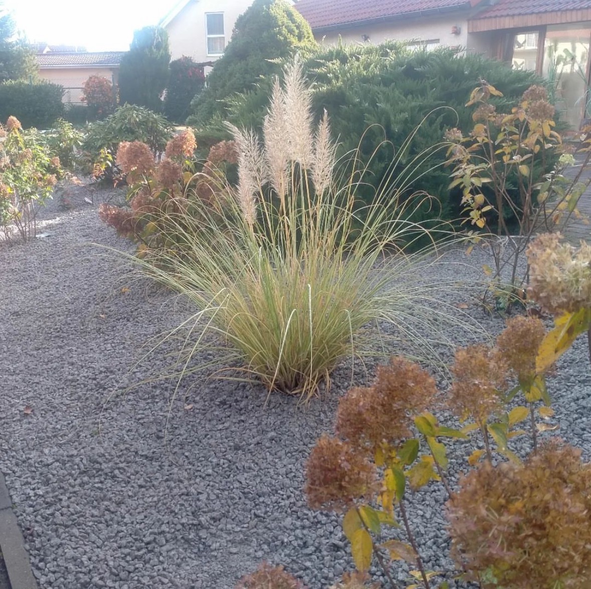 Ogród z ozdobną trawą pampasową i brązowymi hortensjami na tle szarego żwiru, z widocznym budynkiem w tle.