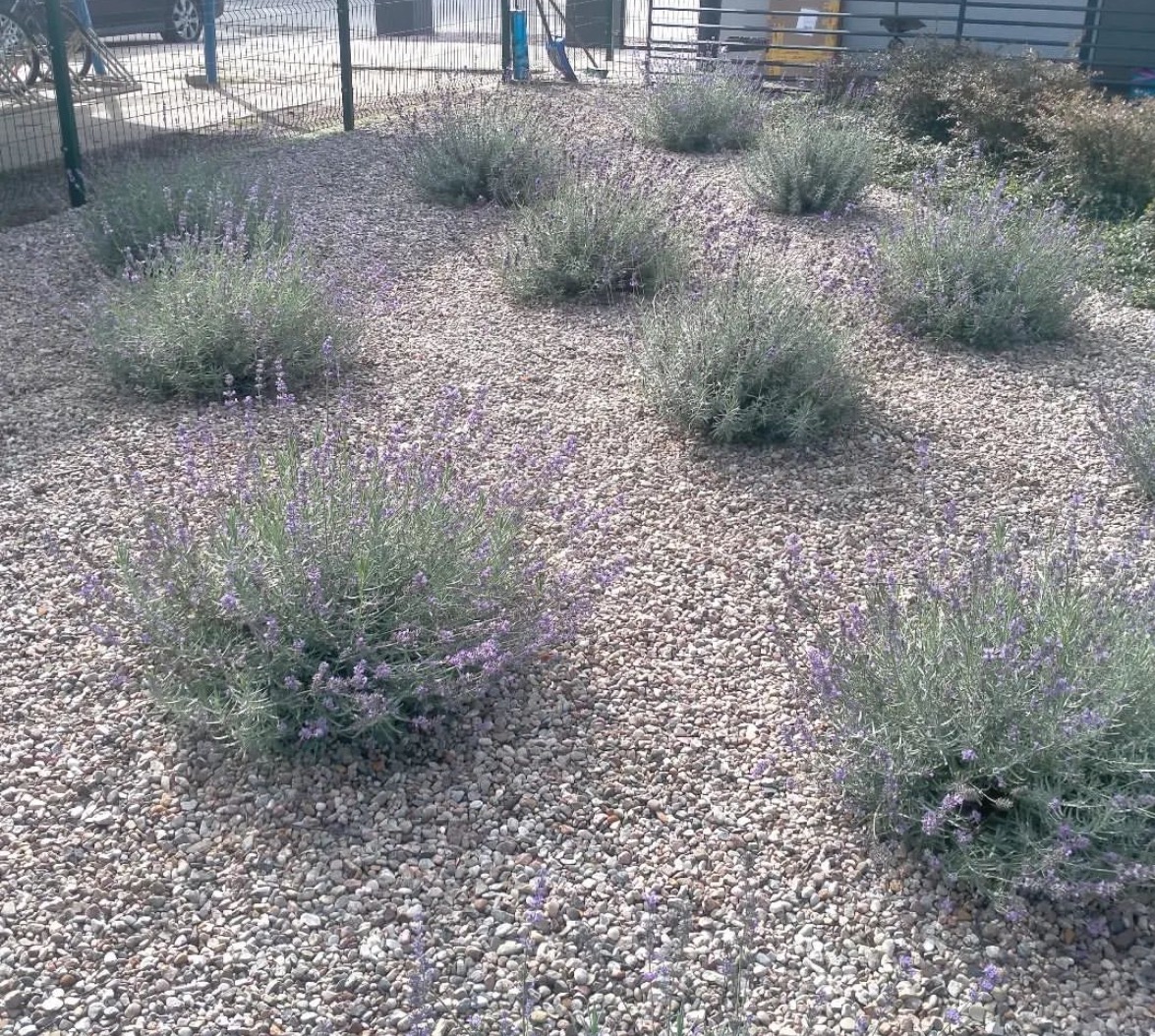 Kępy kwitnącej lawendy na rabacie wysypanej drobnym, szarym żwirem, z metalowym ogrodzeniem w tle.