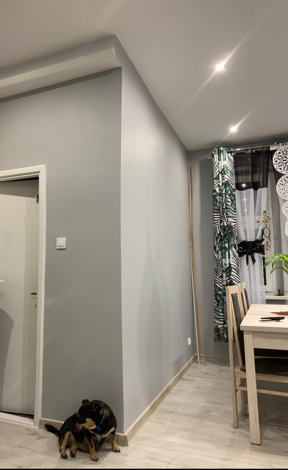 Świeżo pomalowana na szaro ściana w mieszkaniu w Trzebnicy, z widoczną listwą przypodłogową i psem leżącym przy ścianie.