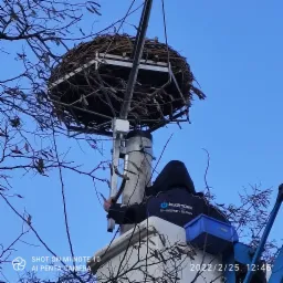 Pracownik firmy Budimpex w podnośniku koszowym, montujący lub serwisujący platformę pod gniazdo bocianie na słupie telekomunikacyjnym, widok z dołu na tle błękitnego nieba.