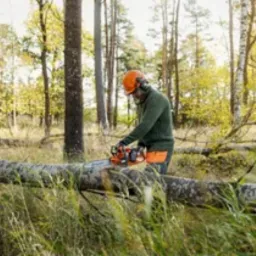 Mężczyzna w kasku i ochronnikach słuchu tnie piłą spalinową powalone drzewo w lesie, w tle widoczne wysokie drzewa liściaste.