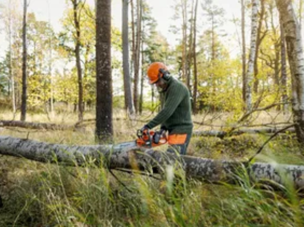 Mężczyzna w kasku i ochronnikach słuchu tnie piłą spalinową powalone drzewo w lesie, w tle widoczne wysokie drzewa liściaste.