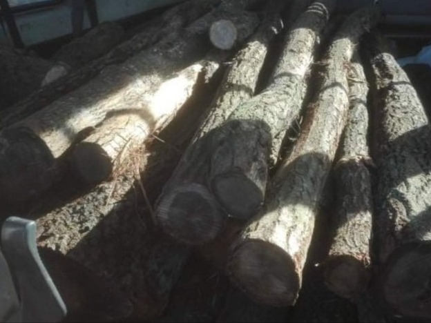 Stos pociętych, okorowanych kłód drewna liściastego wewnątrz pojazdu, widoczne słoje i kora.