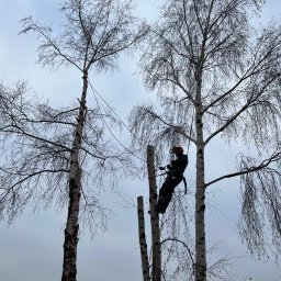 ProjektArbo - Profesjonalne Nasadzanie Drzew w Kościanie