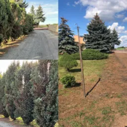 Kompozycja z trzech ujęć: długa aleja wysadzana tujami prowadząca do bramy, widok na trawnik z ozdobnymi iglakami i krzewami, oraz rząd wysokich tuj wzdłuż drogi.