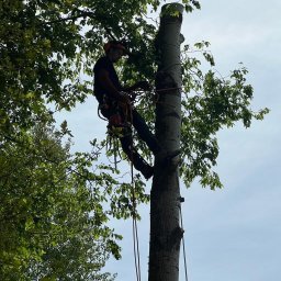 ProjektArbo - Wyjątkowe Usuwanie Drzew Kościan