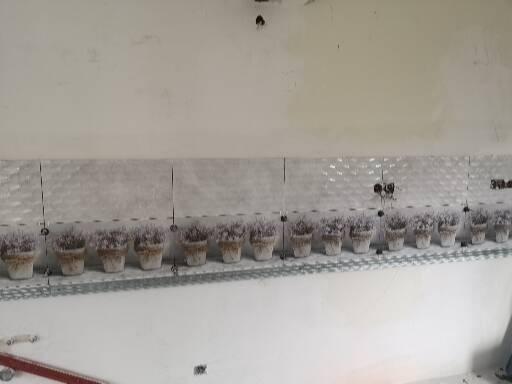 Ściana w trakcie układania płytek dekoracyjnych z motywem lawendy w doniczkach, widoczne krzyżyki dystansowe i profil montażowy.