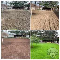 Cztery etapy zakładania trawnika: teren przed przygotowaniem, po przekopaniu, po wyrównaniu i finalny efekt z zieloną trawą, widoczne drzewa i ułożone drewno w tle.