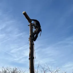 Arborysta w uprzęży, przycina wysokie drzewo piłą spalinową, w tle błękitne niebo z delikatnymi chmurami i zarys budynków.