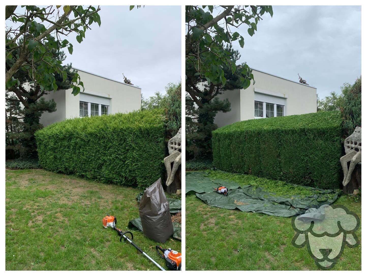 Porównanie przed i po przycięciu żywopłotu z tui, widoczne narzędzia ogrodnicze, zielona plandeka zbierająca obcięte gałęzie i worek na odpady.
