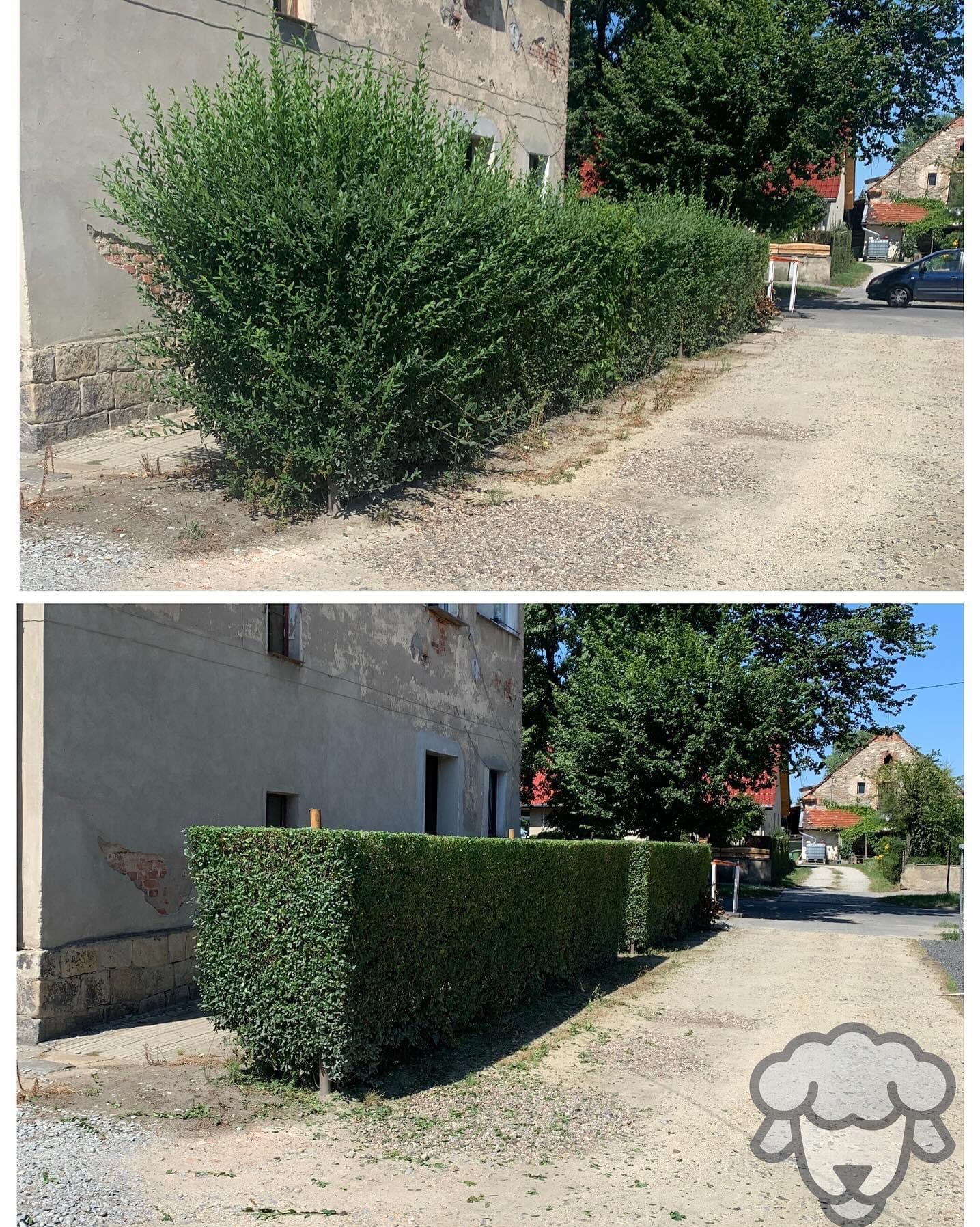 Porównanie krzewu przed i po formowaniu w równy żywopłot, widoczne różnice w kształcie i gęstości, na tle szarej elewacji budynku i żwirowej drogi.