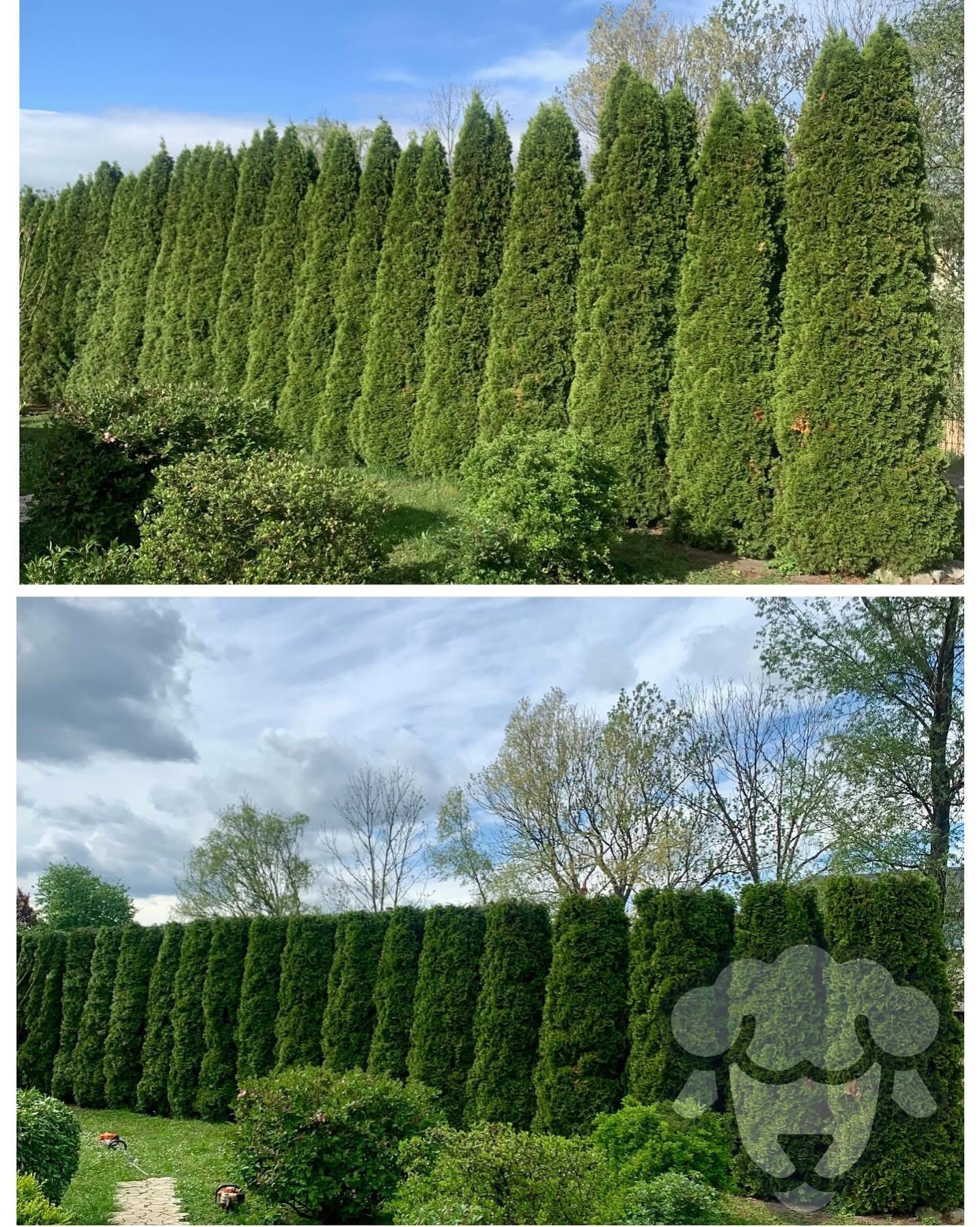 Dwa ujęcia gęstego, równo przyciętego żywopłotu z tuj szmaragd, tworzącego naturalny ekran w ogrodzie, z widocznymi krzewami i trawą u podstawy, na tle błękitnego nieba z chmurami.