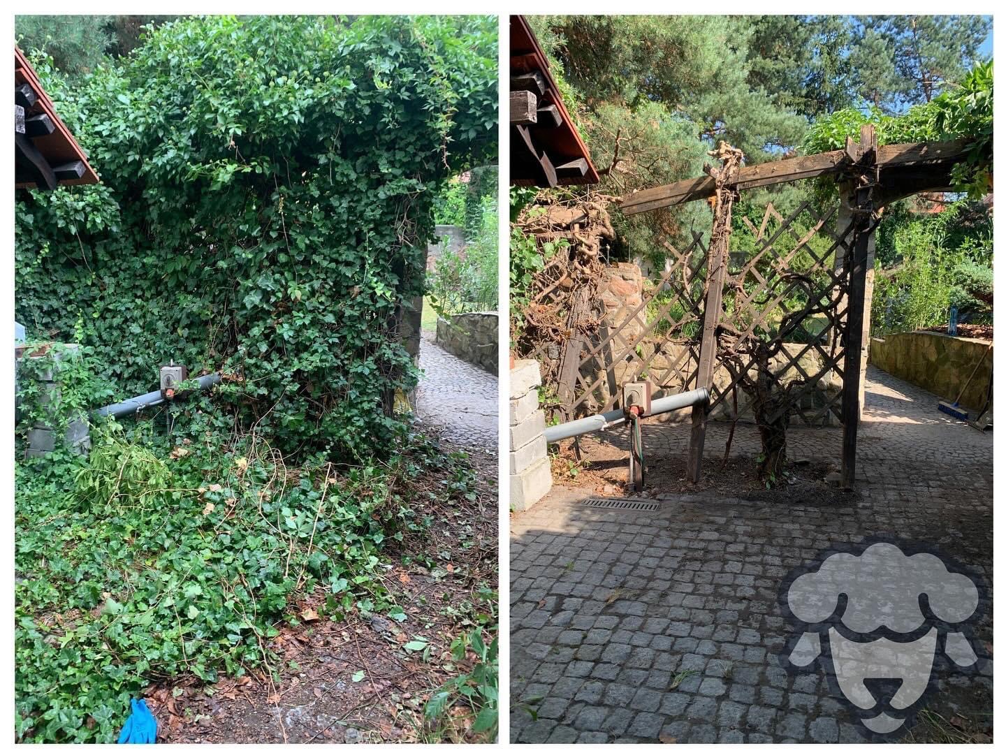 Porównanie stanu przed i po: porośnięty bluszczem fragment ogrodu przed interwencją ogrodnika i odsłonięta pergola po usunięciu roślinności, widoczne ślady cięcia i uporządkowana kostka brukowa.