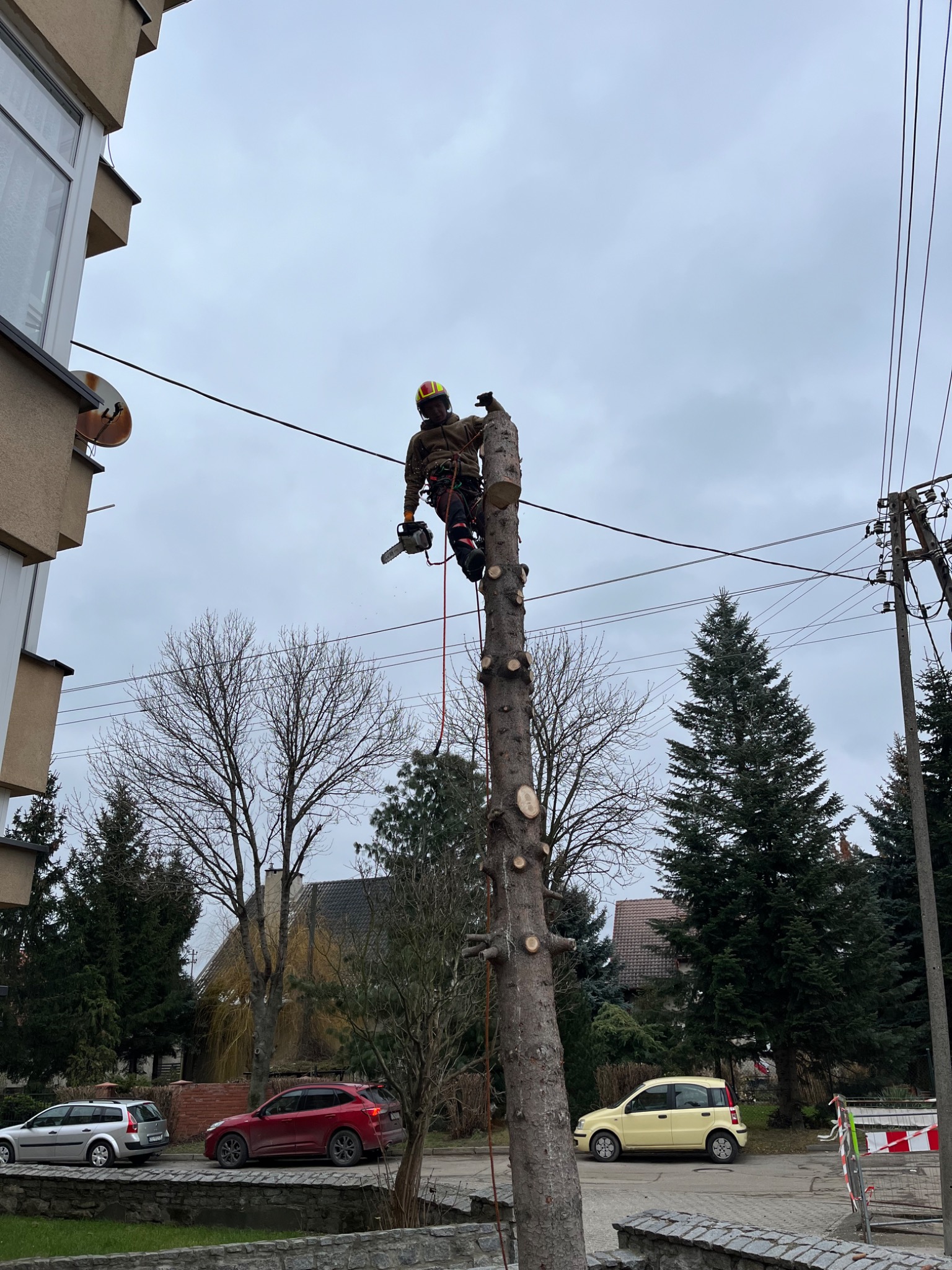 Arborysta w kasku i uprzęży, podczas wycinki drzewa piłą łańcuchową na wysokości, widok z dołu na tle pochmurnego nieba i zabudowań.