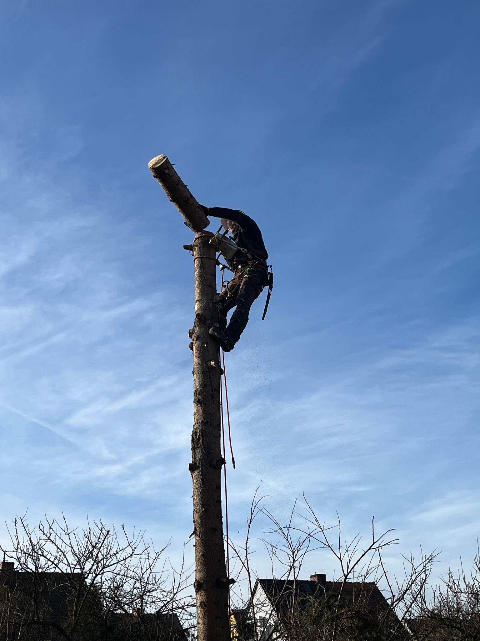 Arborysta w uprzęży, przycina wysokie drzewo piłą spalinową, w tle błękitne niebo z delikatnymi chmurami i zarys budynków.