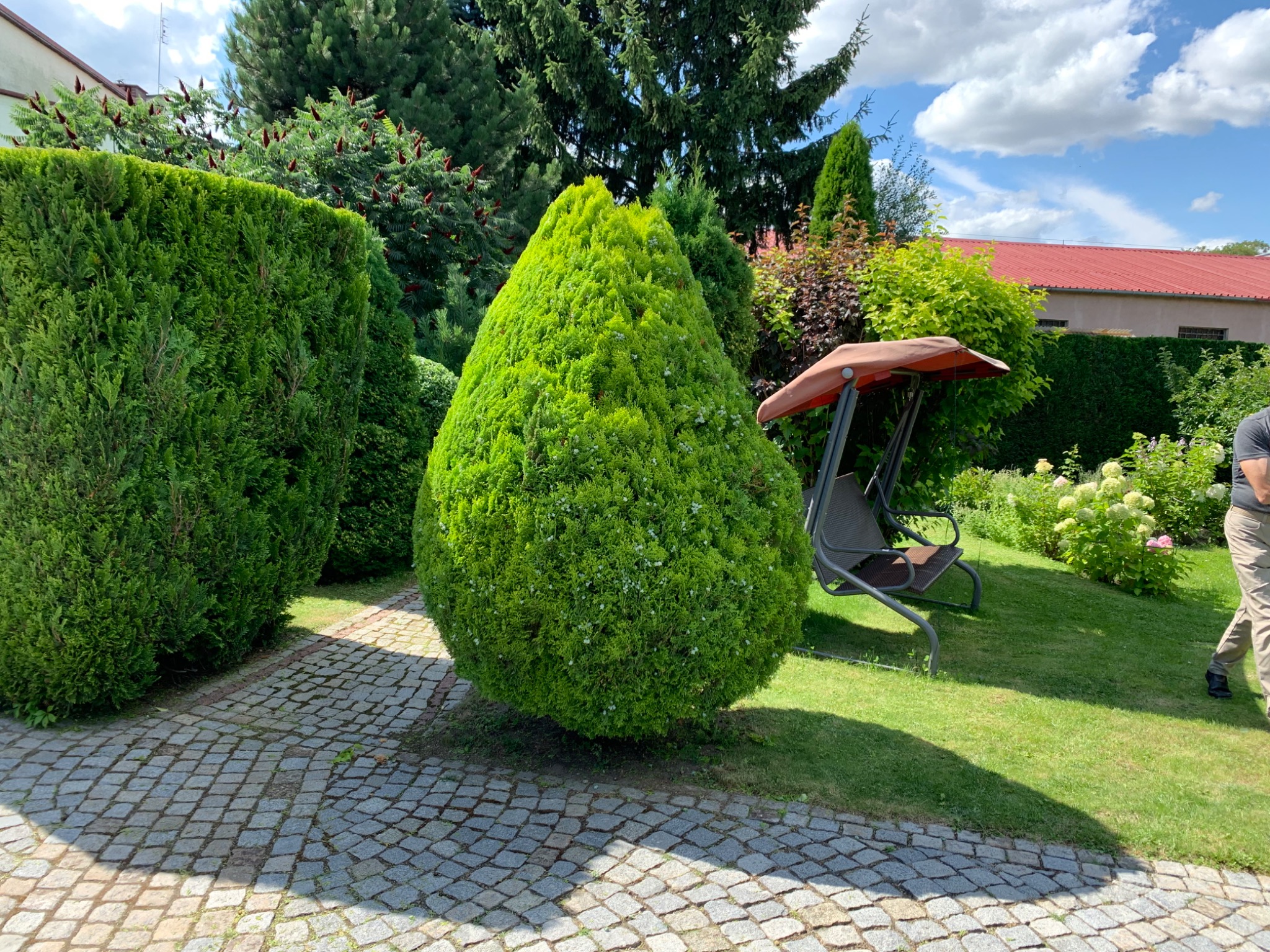 Starannie przycięty, stożkowy krzew iglasty z delikatnymi białymi kwiatami, obok regularnie przystrzyżony żywopłot, na tle zadbanego ogrodu z huśtawką i kostką brukową.