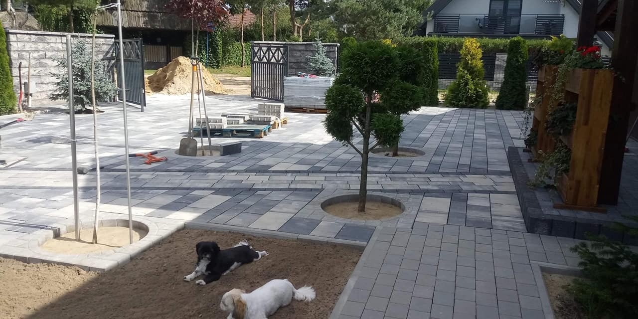 Ułożona kostka brukowa w odcieniach szarości z okrągłymi miejscami na drzewa, dwa psy leżące na ziemi, w tle narzędzia i palety z kostką.