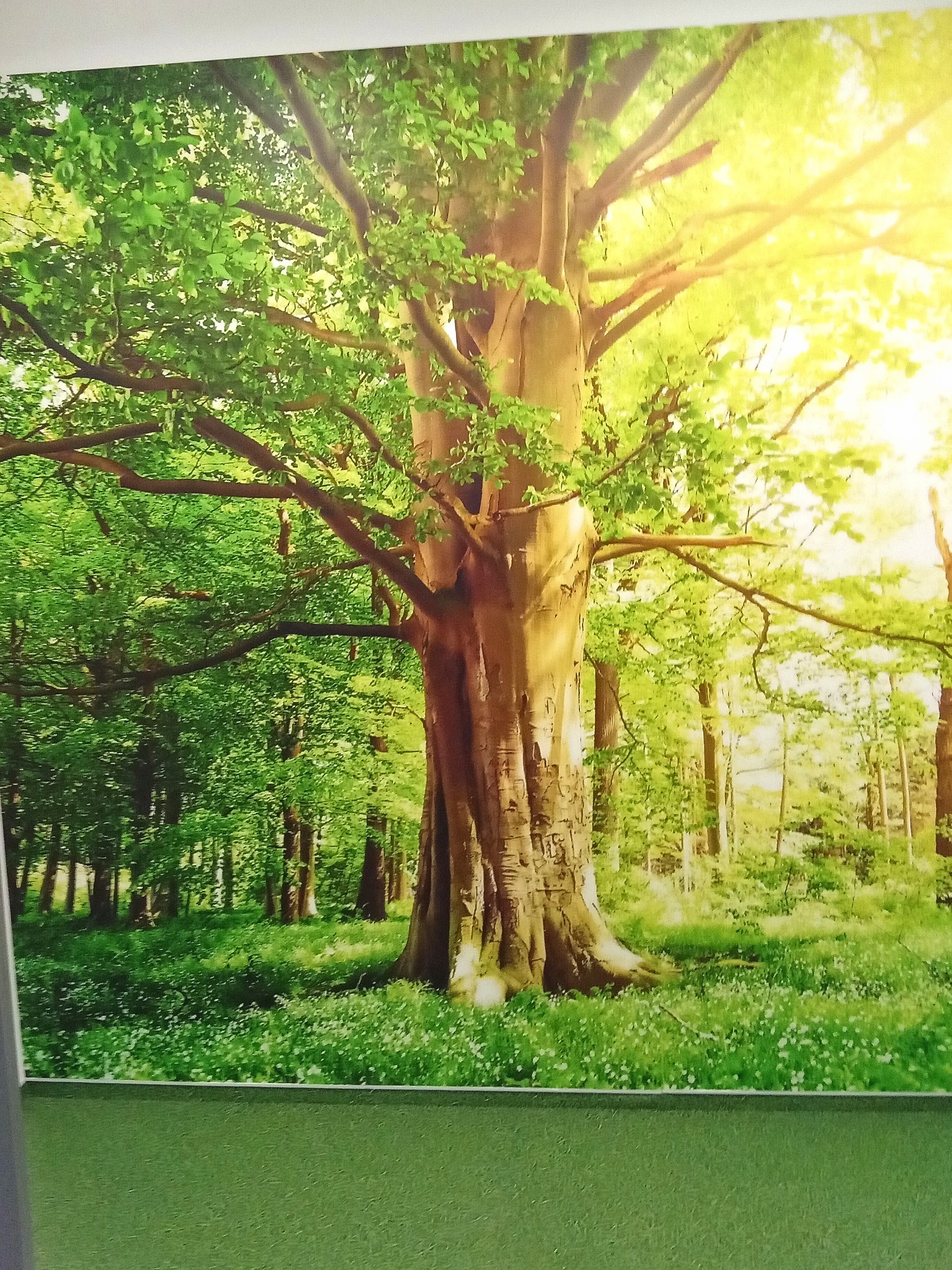 Fototapeta z motywem lasu liściastego z wysokim bukiem na pierwszym planie, oświetlona promieniami słońca, naklejona na zieloną ścianę.