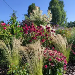 Bujny, kwitnący ogr&oacute;d z jeż&oacute;wkami w odcieniach fuksji i ozdobnymi trawami w promieniach słońca, z mulczem z kory i fragmentem altany w tle.