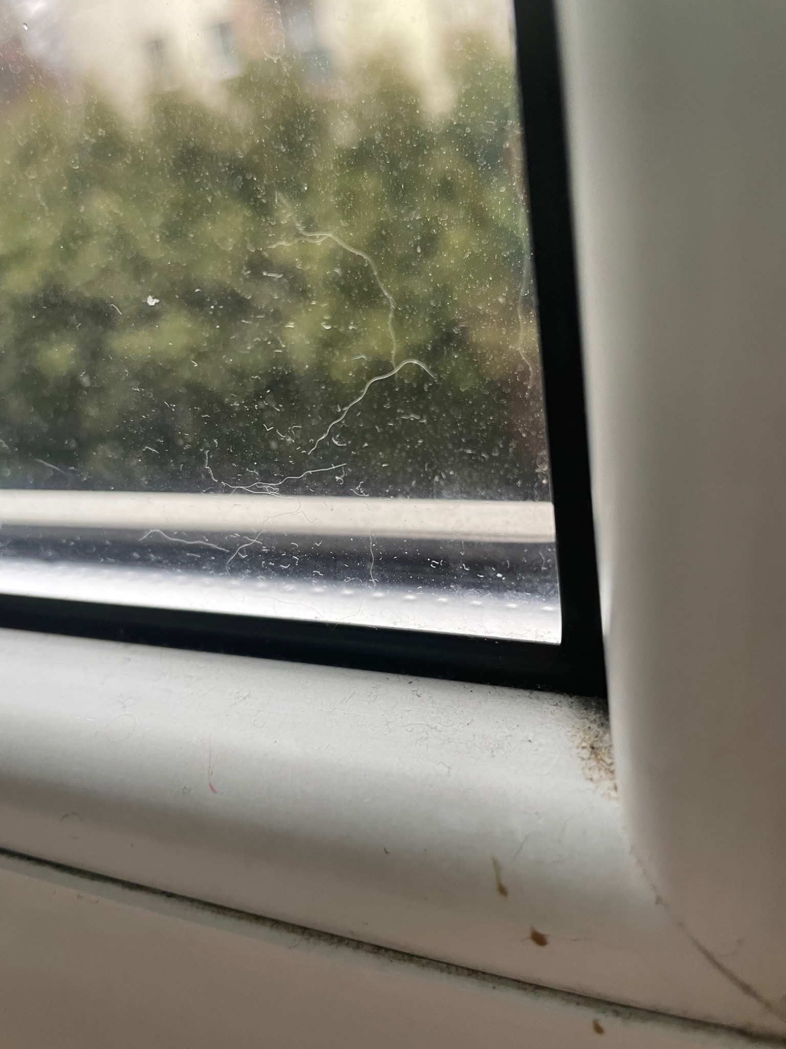 Brudne okno z widocznymi smugami, kurzem i zaciekami na szybie oraz zabrudzeniami na białej ramie okiennej. Na zewnątrz rozmazany widok drzew.