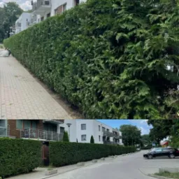 Długi, gęsty żywopłot z tui szmaragd, oddzielający chodnik i ulicę od budynków mieszkalnych, świeżo przycięty, z widocznymi śladami cięcia na gałęziach. Część żywopłotu jest jeszcze w trakcie...
