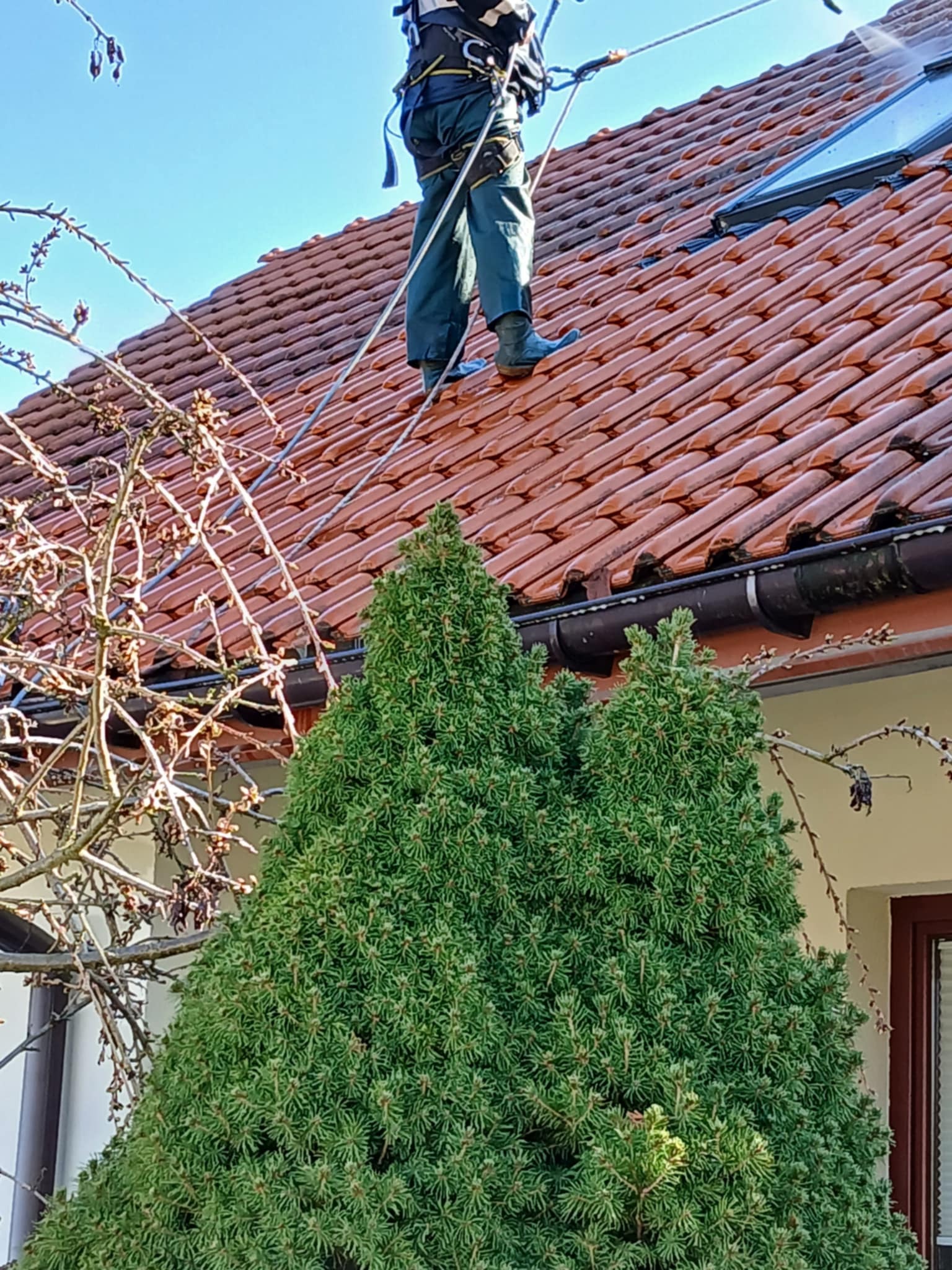Pracownik w uprzęży, stojący na czerwonej dachówce, z widocznym oknem dachowym, podczas prac na wysokości, z krzewem iglastym w pierwszym planie.