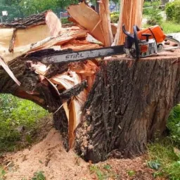 Krótko obcięty pień drzewa z leżącym obok pękniętym pniem i piłą łańcuchową Stihl na wierzchu, w tle budynek i chodnik.