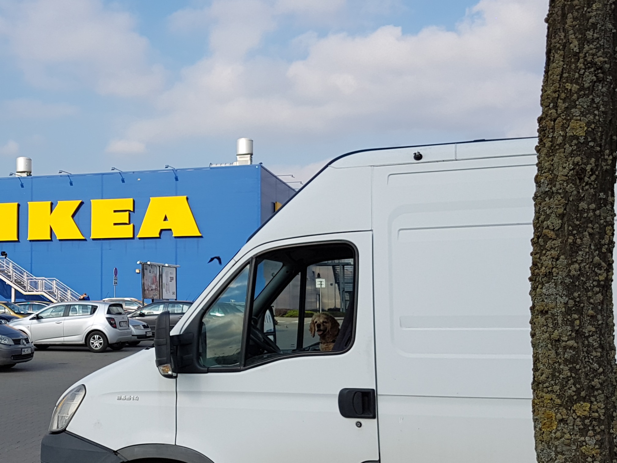 Biały samochód dostawczy Iveco Daily zaparkowany na parkingu przed budynkiem IKEA, wewnątrz siedzi pies rasy Cavalier King Charles Spaniel za kierownicą.