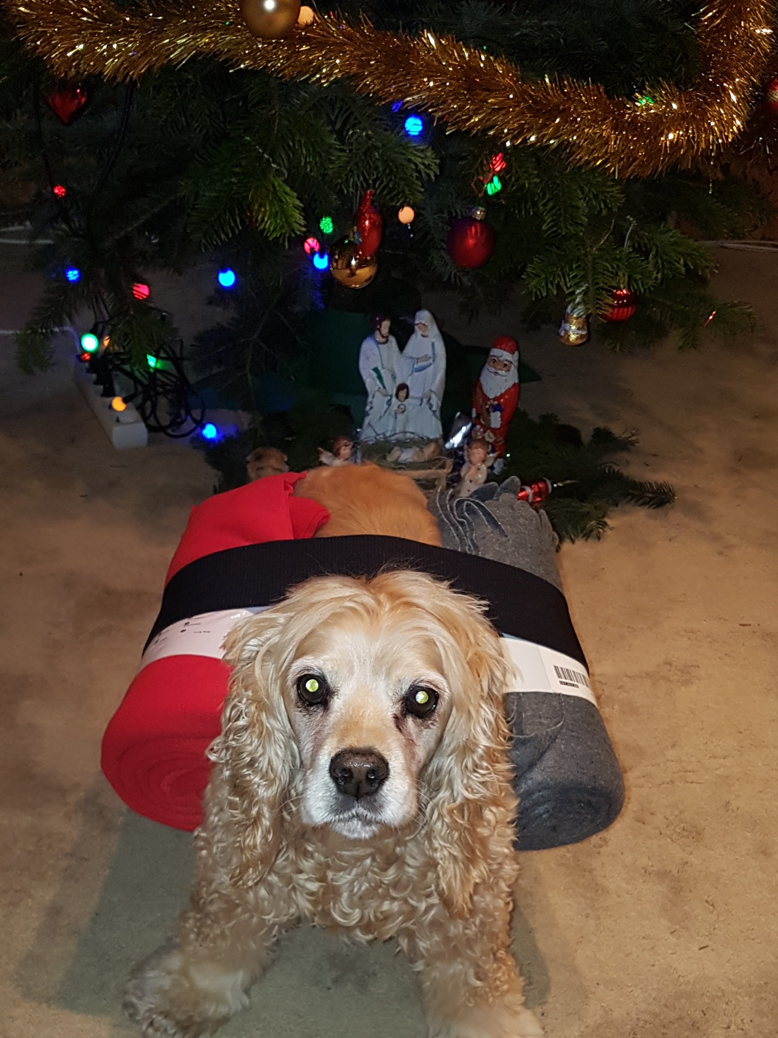 Cocker spaniel leżący pod choinką z zawiniętymi kocami w kolorach czerwonym i szarym, na których leży pluszowy pies.