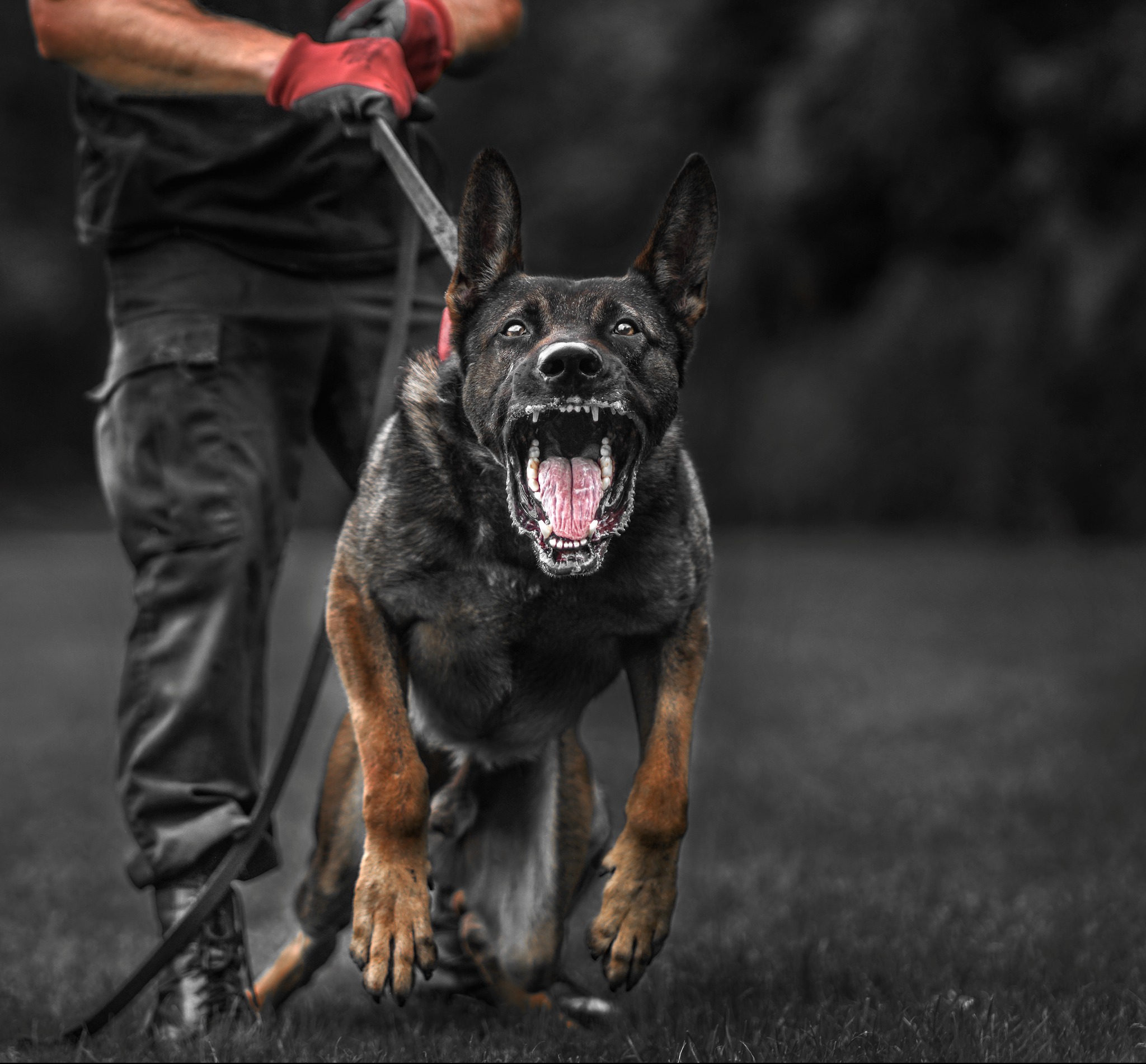 Psiaki ajj lubie z nimi pracować ale z kim ja nie lubię ? :)