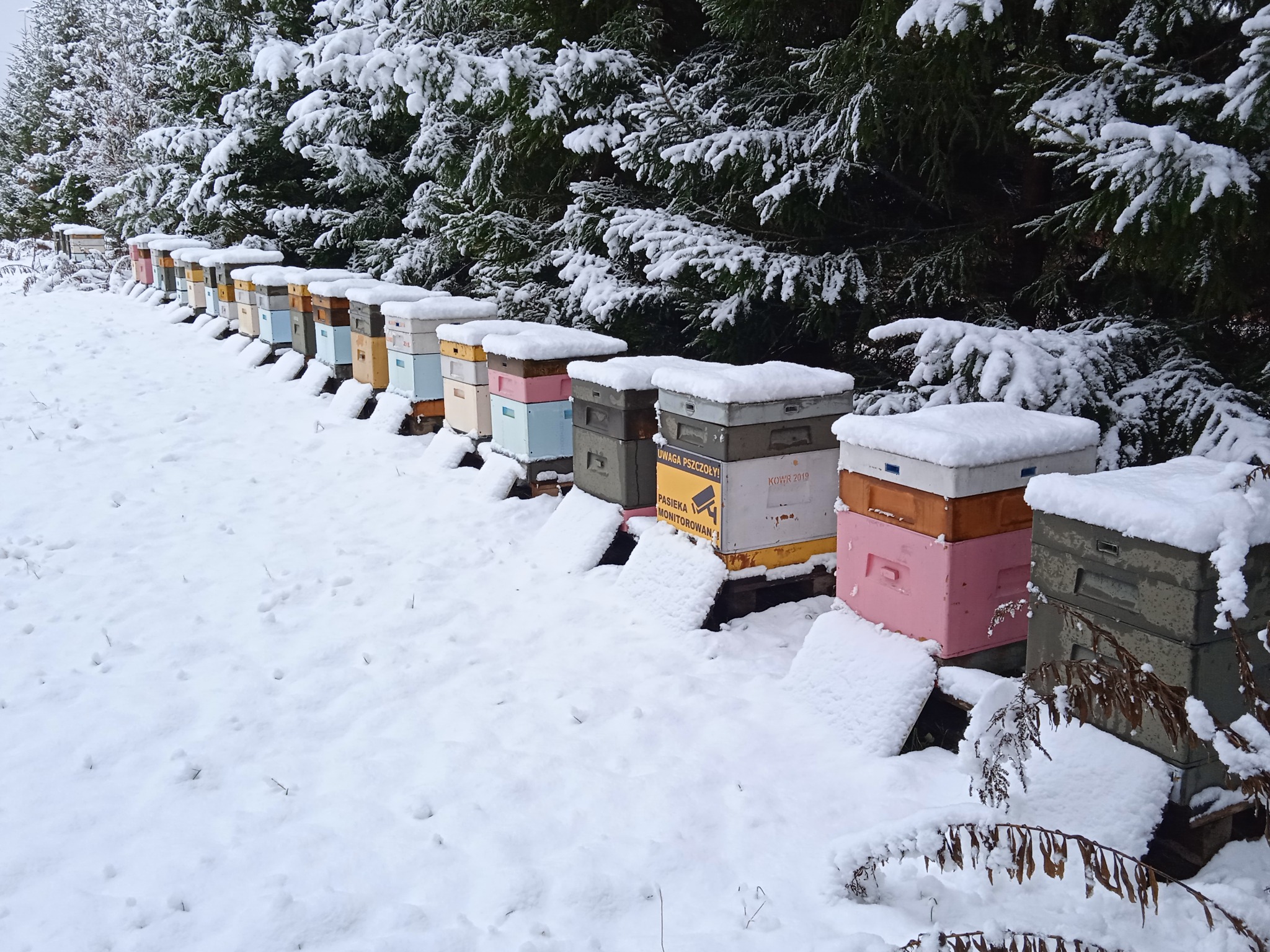 Nasza pasieka zimą.
