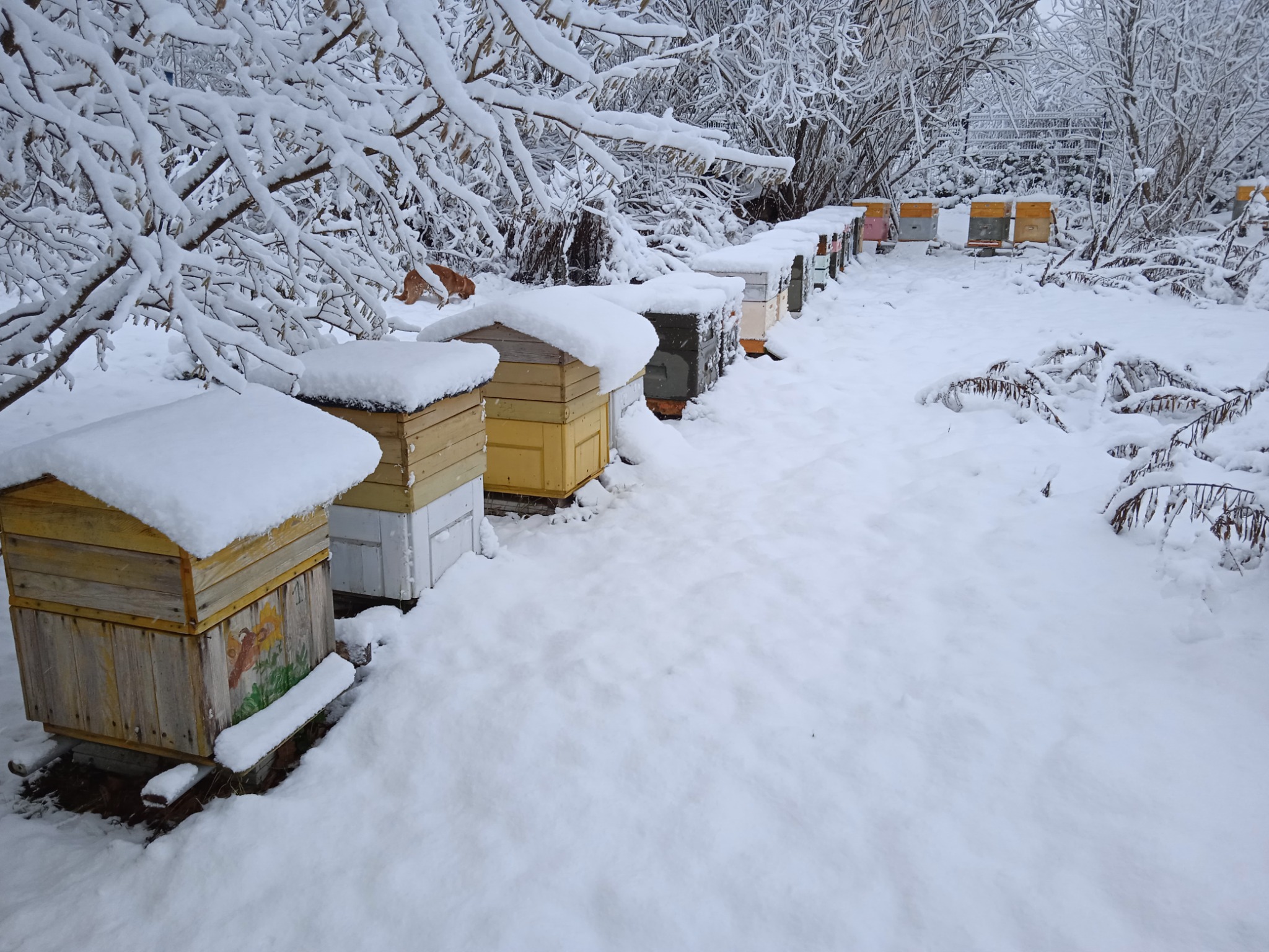 Zimowy krajobraz z rzędem uli pokrytych śniegiem; jeden z uli ozdobiony ręcznie malowanym motywem roślinnym, w tle drzewa i krzewy również pod śniegiem.