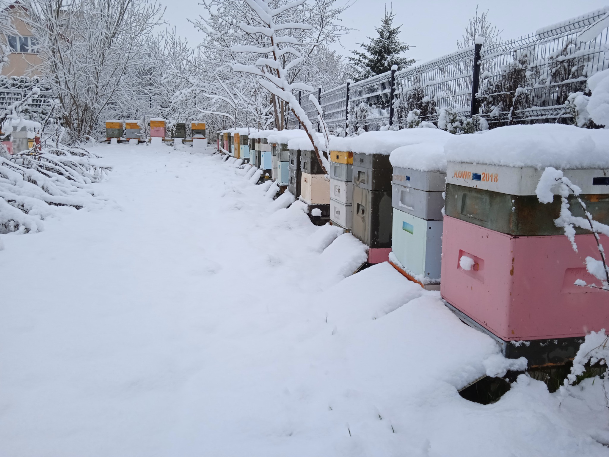 Rząd kolorowych uli pokrytych śniegiem w zimowym ogrodzie, widoczne drzewa i krzewy również pod śnieżną pierzyną, w tle siatka ogrodzeniowa.