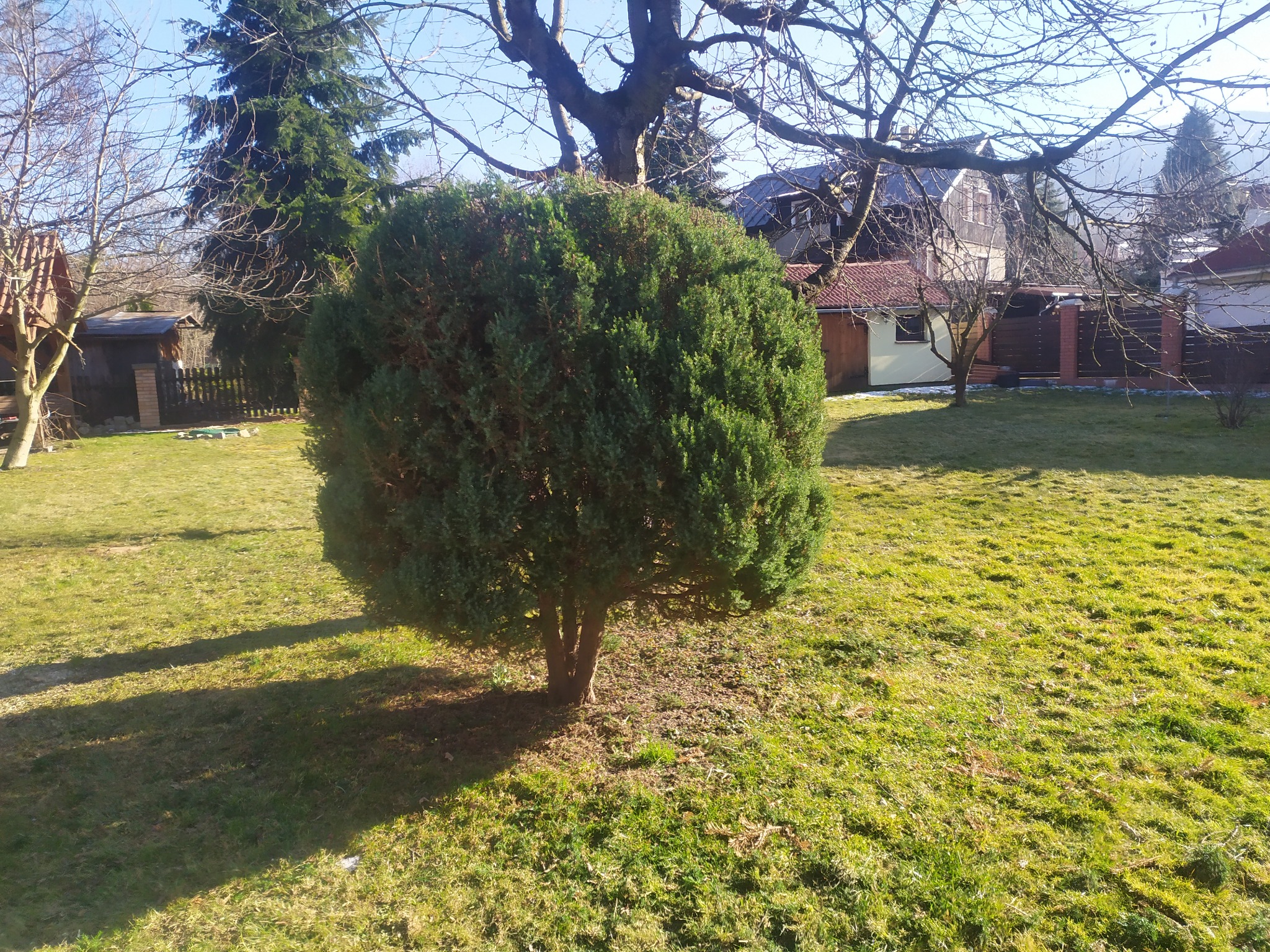 Krzew kulisty na trawniku w słoneczny dzień, w tle zabudowania mieszkalne i drzewa bezlistne.