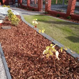 Świeżo nasadzone, młode drzewka z ż&oacute;łtymi liśćmi na rabacie wysypanej korą, obok trawnik i ogrodzenie z cegły.