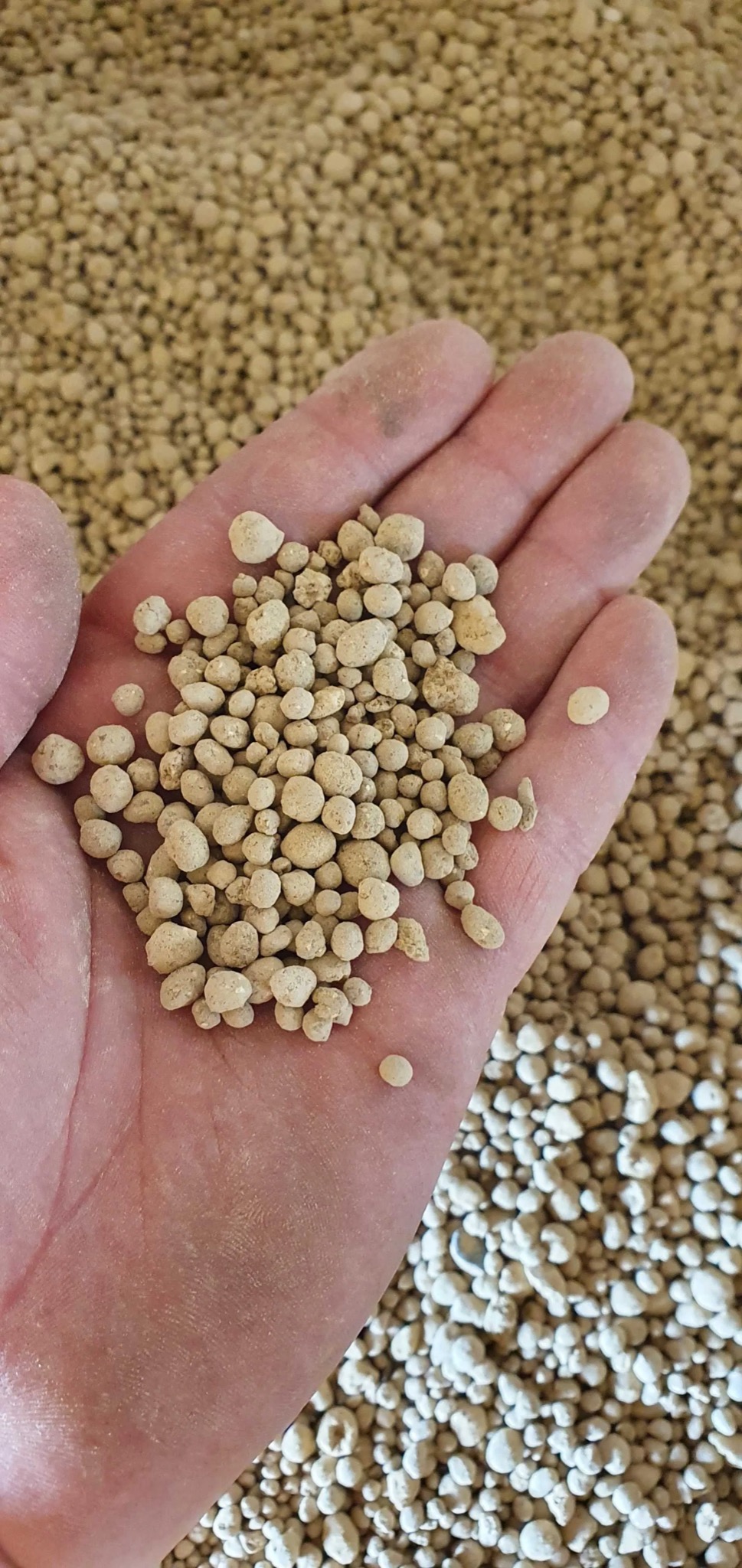Otwarta dłoń wypełniona jasnymi granulkami nawozu mineralnego, widoczne tło z dużą ilością podobnych granulek.