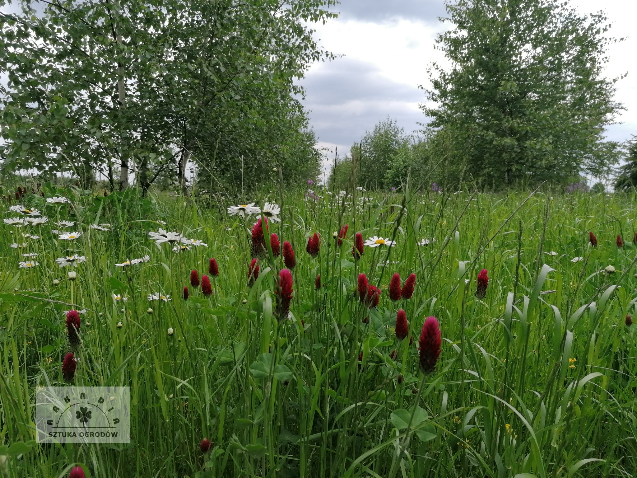 łąka kwietna