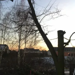 Ścięte drzewo z widocznym pniem i leżącą kłodą, gałęzie na ziemi, w tle zabudowania i zachodzące słońce.