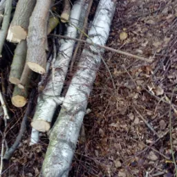 Świeżo ścięte gałęzie i kawałki pni drzew, w tym brzozy z charakterystyczną korą, leżące na ziemi pokrytej opadłymi liśćmi i drobnymi gałązkami.