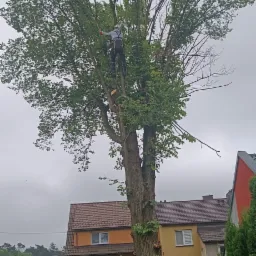 Arborysta w uprzęży, przycina gałęzie wysokiego drzewa. Na ziemi leżą odcięte gałęzie. W tle widoczne zabudowania mieszkalne.