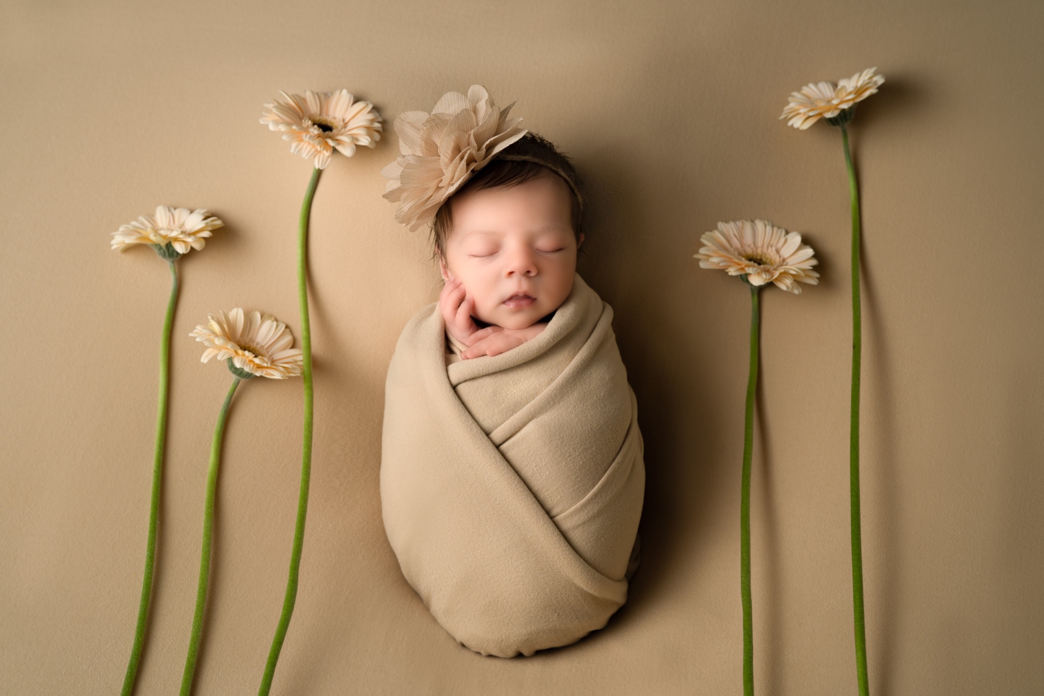 Noworodek owinięty w beżowy materiał, z kwiatową opaską na głowie, otoczony beżowymi gerberami na jednolitym tle.