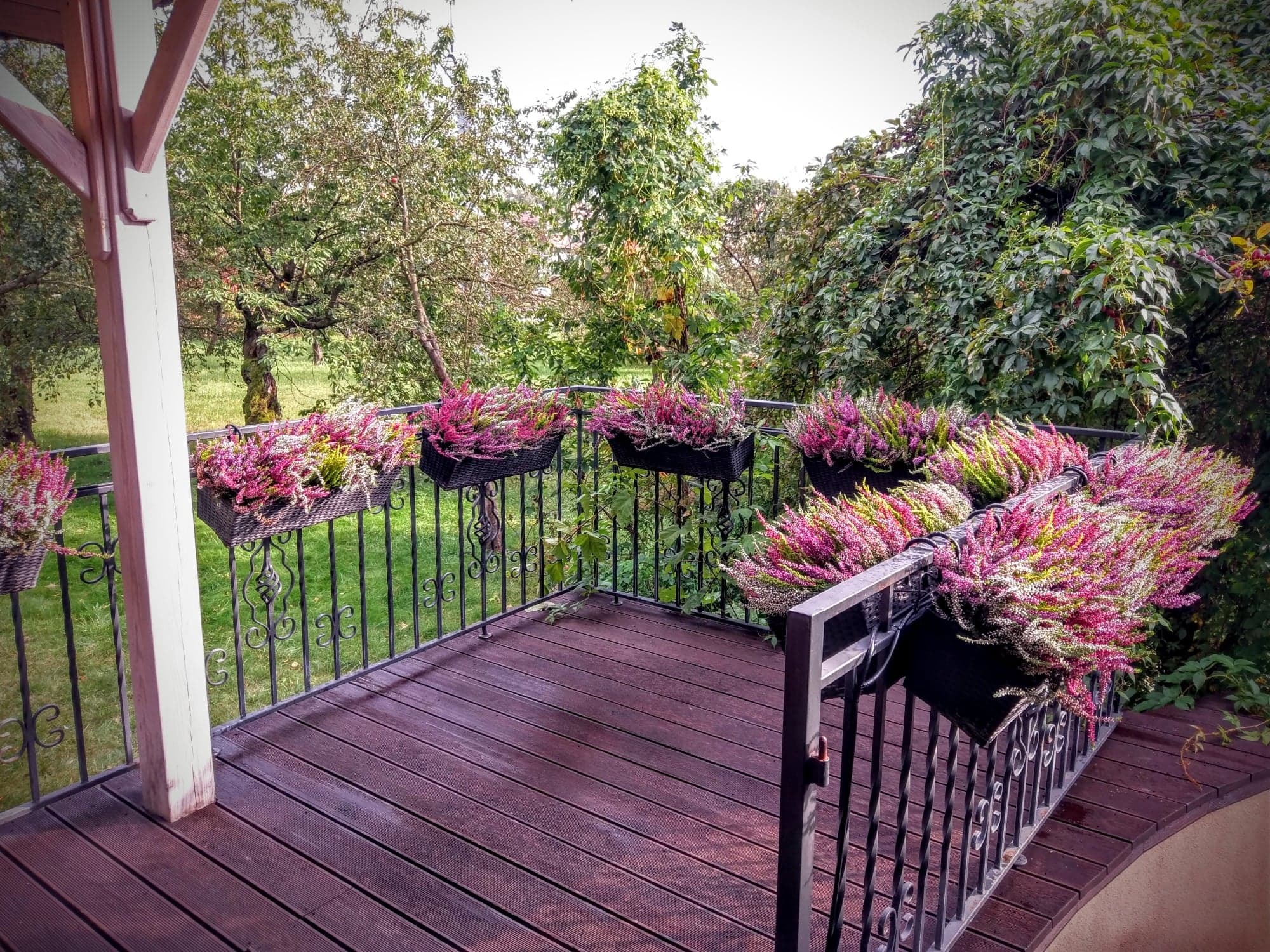 Drewniany taras z metalową balustradą, na której umieszczono donice z wrzosami w odcieniach różu i fioletu, w tle widoczny zielony ogród.