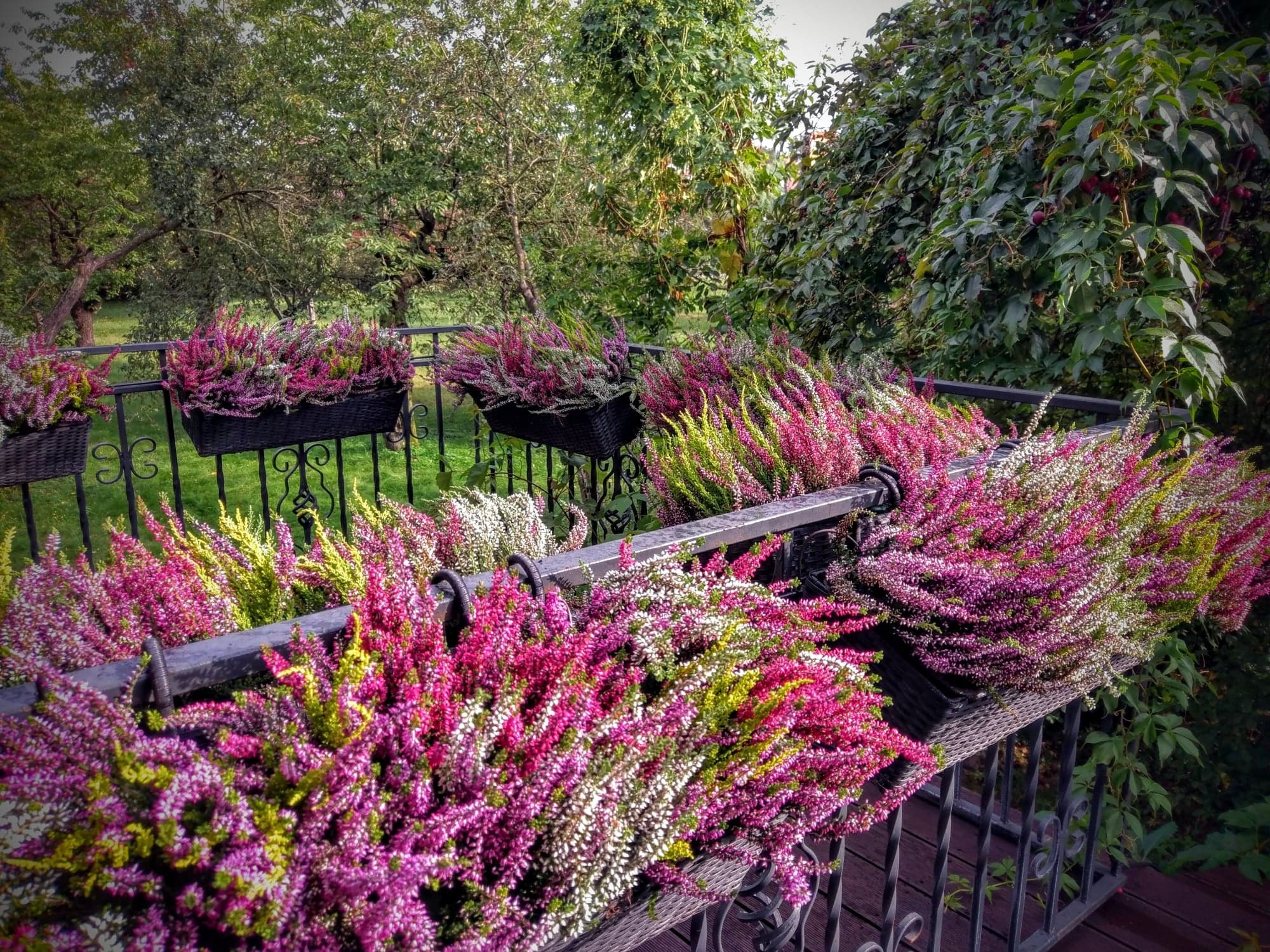 Kaskadowe wrzosy w czarnych, wiklinowych donicach wiszących na metalowej balustradzie balkonu z widokiem na zielony ogród.