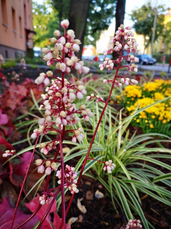 Kwitnąca kępa żurawek w miejskim ogrodzie, z żółtymi kwiatami w tle i budynkiem w oddali.