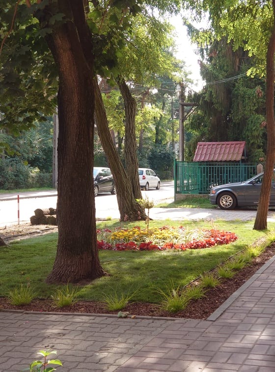 Kwitnący klomb z rabatą obłożoną korą drzewną na trawniku przy ulicy i chodniku, w tle drzewa, samochody i zielone ogrodzenie.