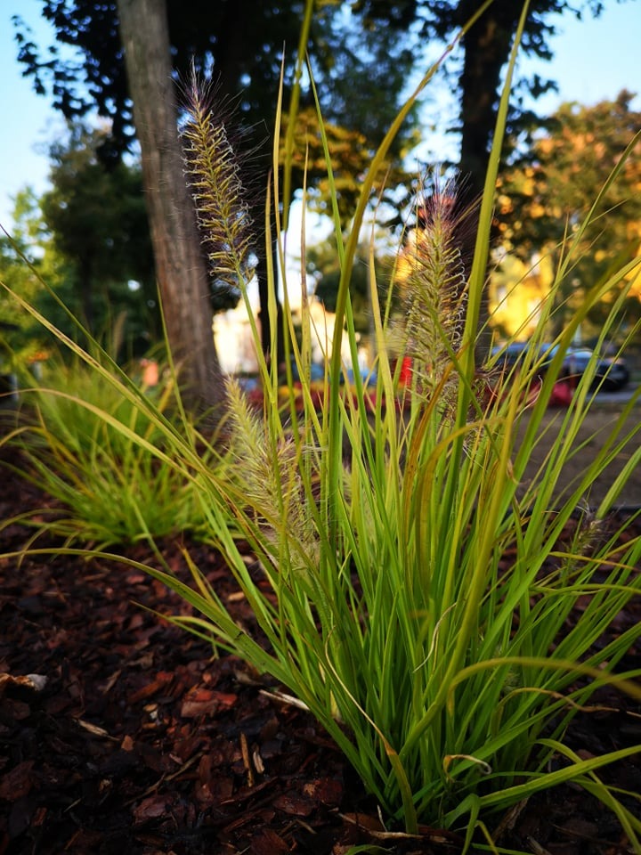 Kępa ozdobnej trawy 'Pennisetum' posadzona w korze drzewnej na tle drzew i błękitnego nieba.