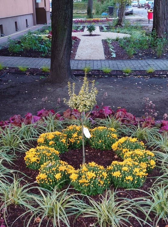 Kwitnące żółte chryzantemy ułożone w okrąg wokół młodego drzewka z jasnymi liśćmi, na tle ścieżki z jasnego żwiru i drzew.