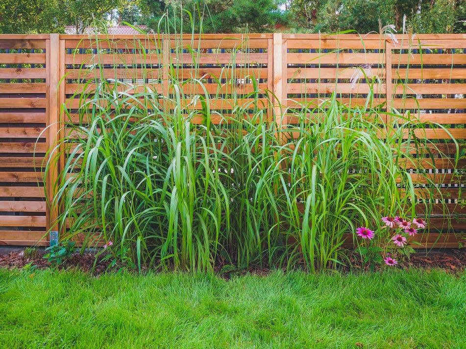Wysokie trawy ozdobne przed drewnianym, poziomym ogrodzeniem lamelowym, uzupełnione kwitnącymi jeżówkami i równo przystrzyżonym trawnikiem.