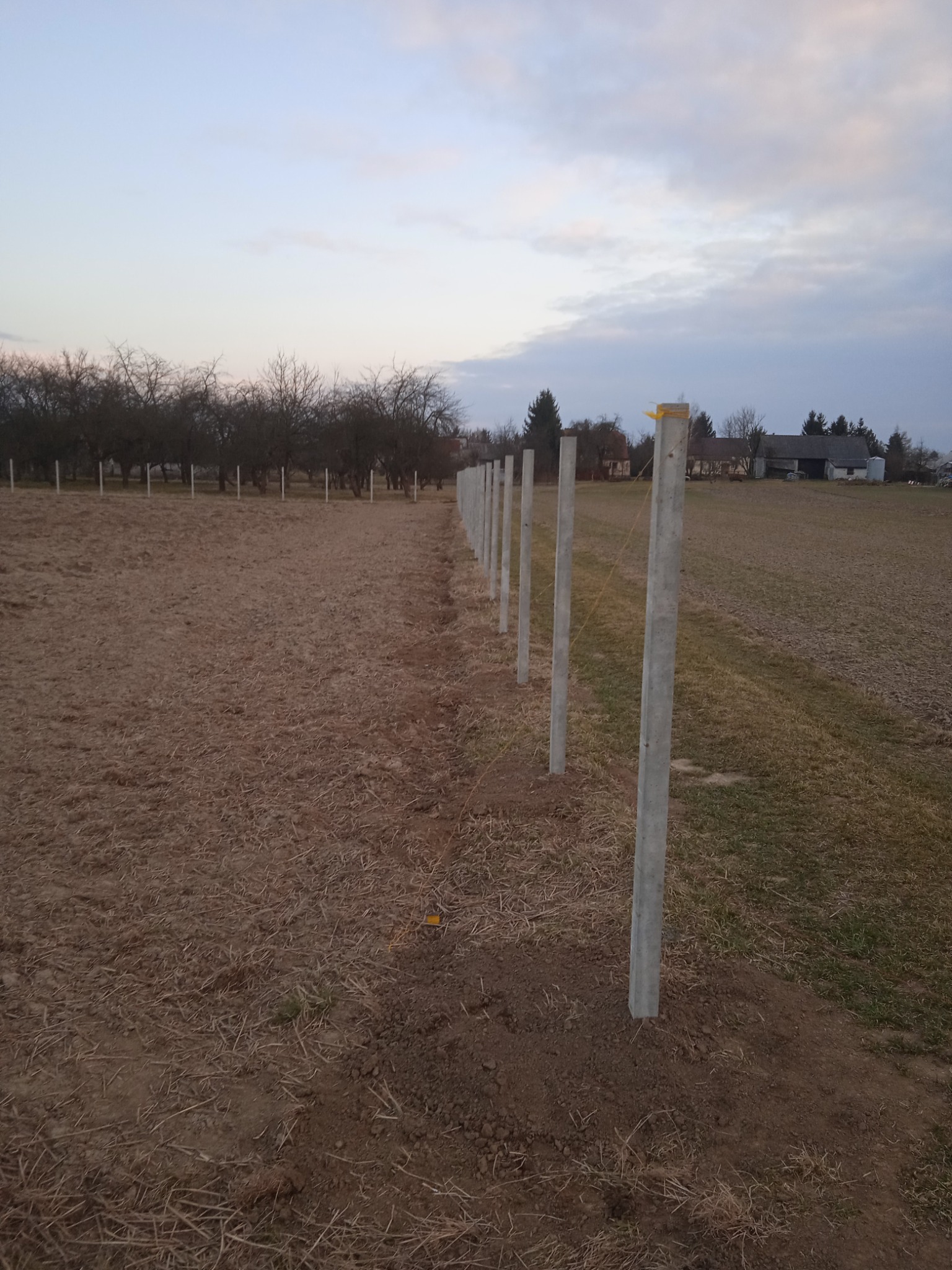 Wkopane słupki betonowe ogrodzenia w polu, widoczne żółte taśmy na górze słupków, w tle drzewa i budynki, pochmurne niebo.